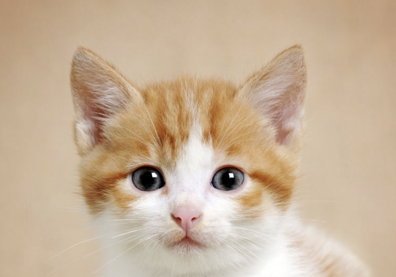 新猫到家需要注意什么?