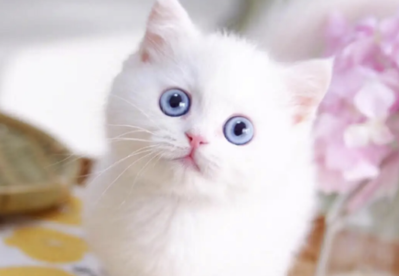 纯白蓝眼猫是什么品种