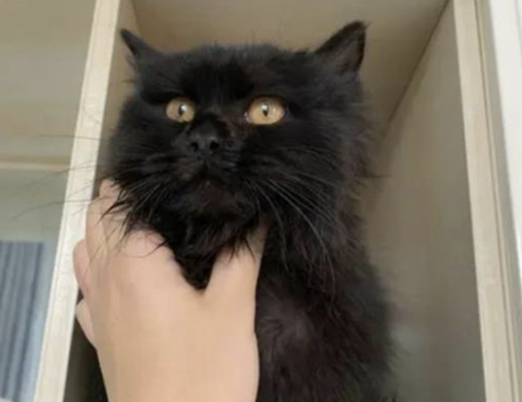 纯黑色的猫是什么品种