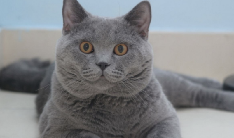 欧洲短毛猫多少钱一只