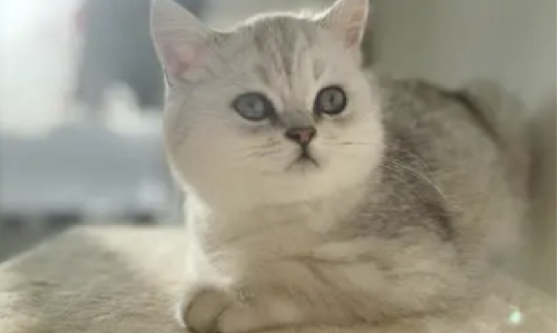 银渐层虎斑猫长什么样