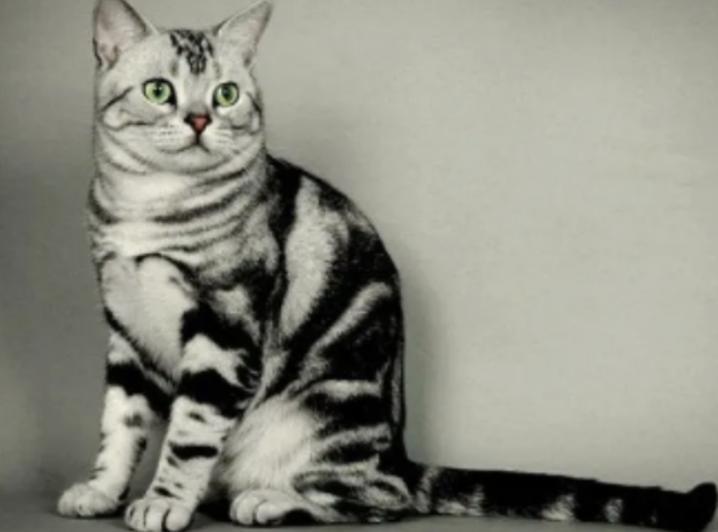 虎斑猫如何养胖？