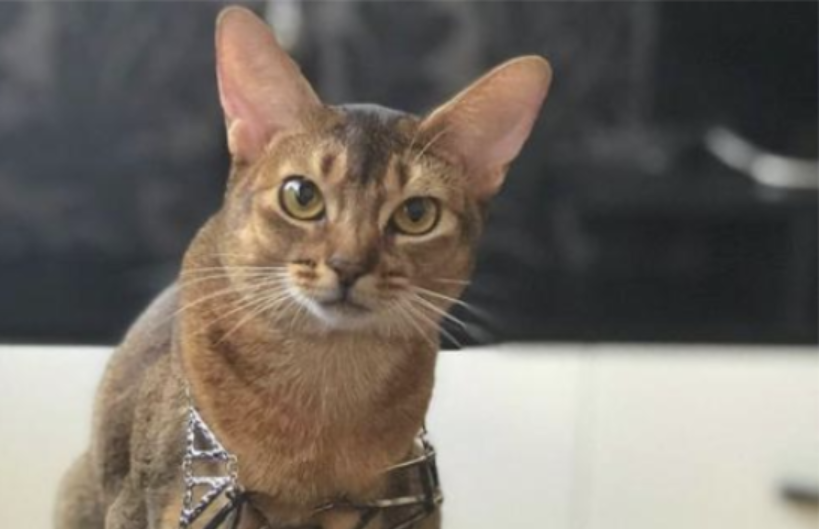 阿比西尼亚猫和东奇尼猫哪个聪明