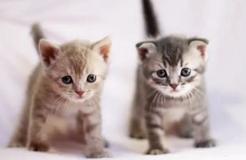 二个月猫咪怎么喂养