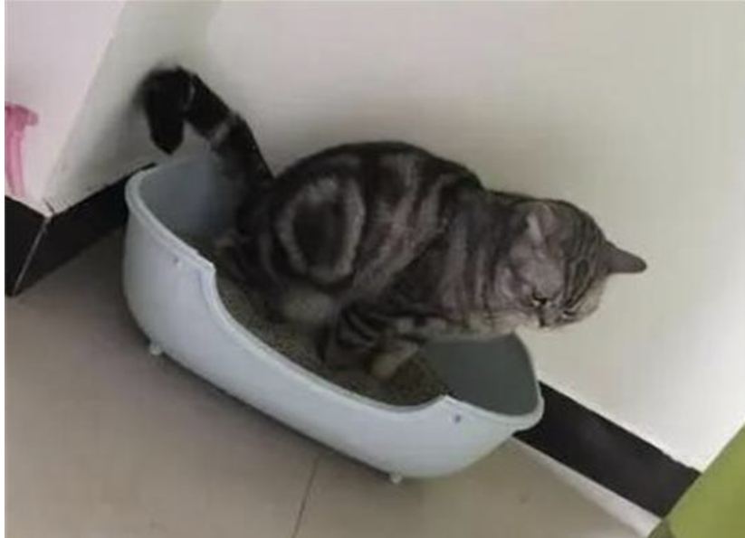 公猫乱尿怎么解决