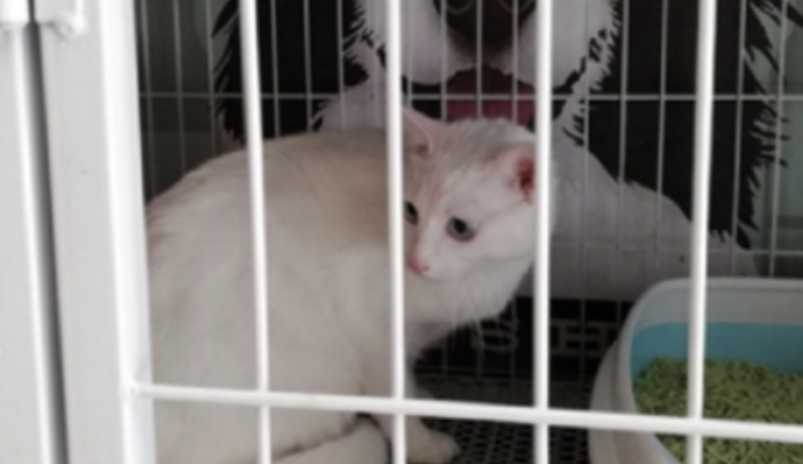 猫关笼子里一直叫怎么解决?