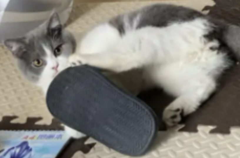 猫爱咬拖鞋怎么办
