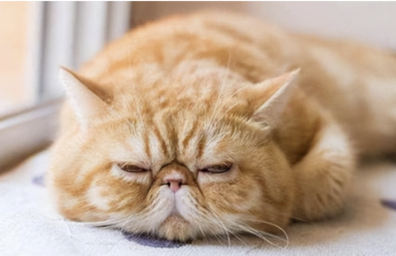 猫报复性拉尿怎么解决