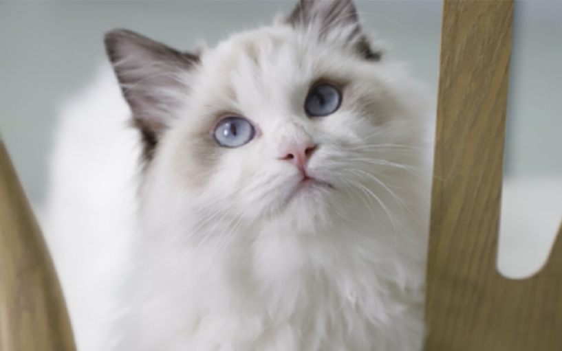 防止猫掉毛吃什么药