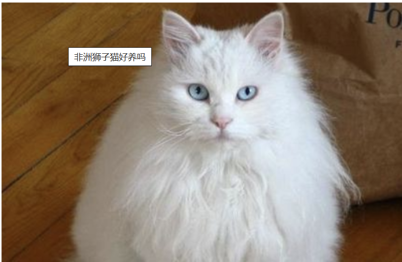 非洲狮子猫好养吗