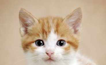 新猫到家需要注意什么?