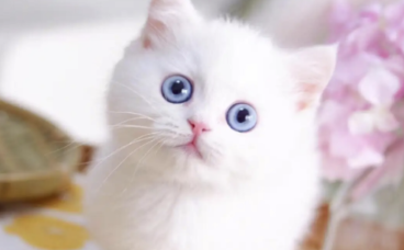 纯白蓝眼猫是什么品种