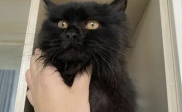 纯黑色的猫是什么品种