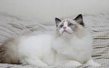 布偶猫哪种颜色价格最贵