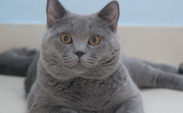 欧洲短毛猫多少钱一只