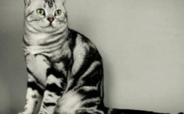 虎斑猫如何养胖?