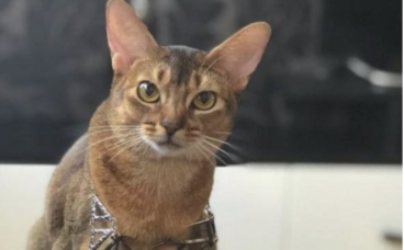 阿比西尼亚猫和东奇尼猫哪个聪明