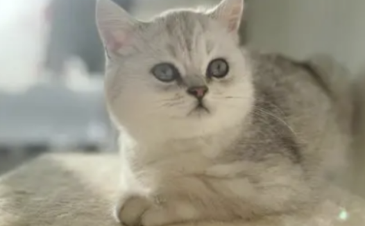 银渐层虎斑猫长什么样