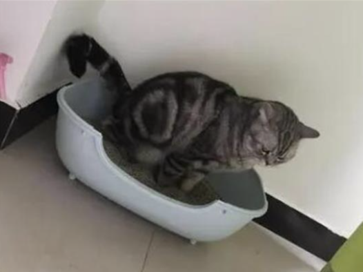 公猫乱尿怎么解决