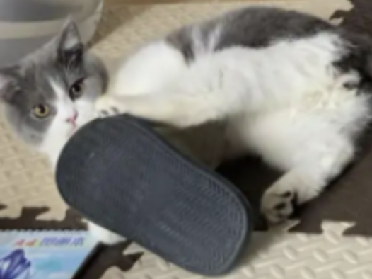 猫爱咬拖鞋怎么办