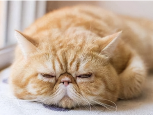 猫报复性拉尿怎么解决
