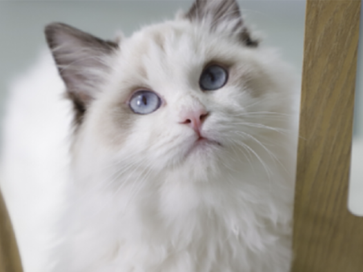 防止猫掉毛吃什么药