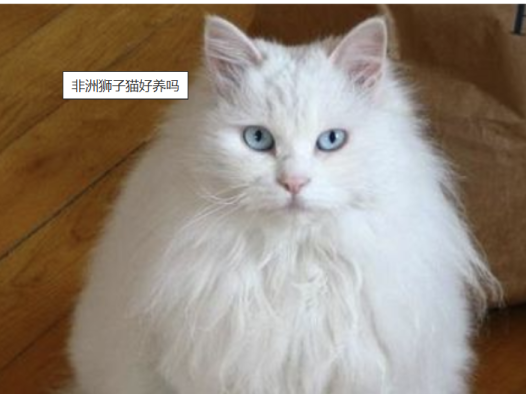 非洲狮子猫好养吗